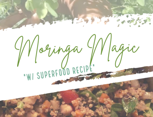 Moringa | Tropical Bush Medicine + Recipe