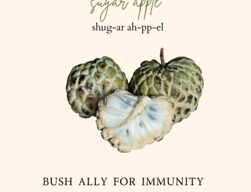 Sugar Apple: Caribbean Bush Medicine